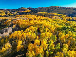 Bird's eye view of a forest and a mountainous background
