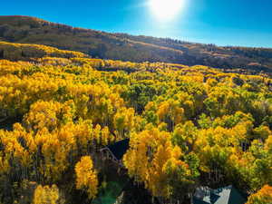 Drone / aerial view of a heavily wooded area
