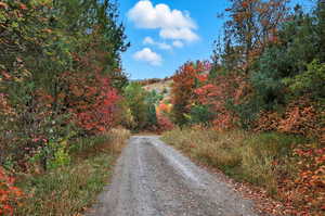 View of dirt / gravel road featuring a wooded view