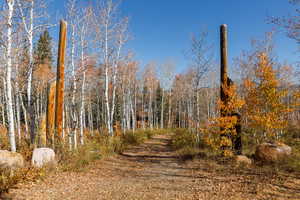 View of road featuring a wooded view