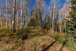View of tree filled area