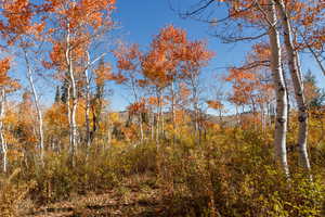 View of tree filled area