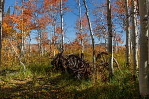 View of local wilderness