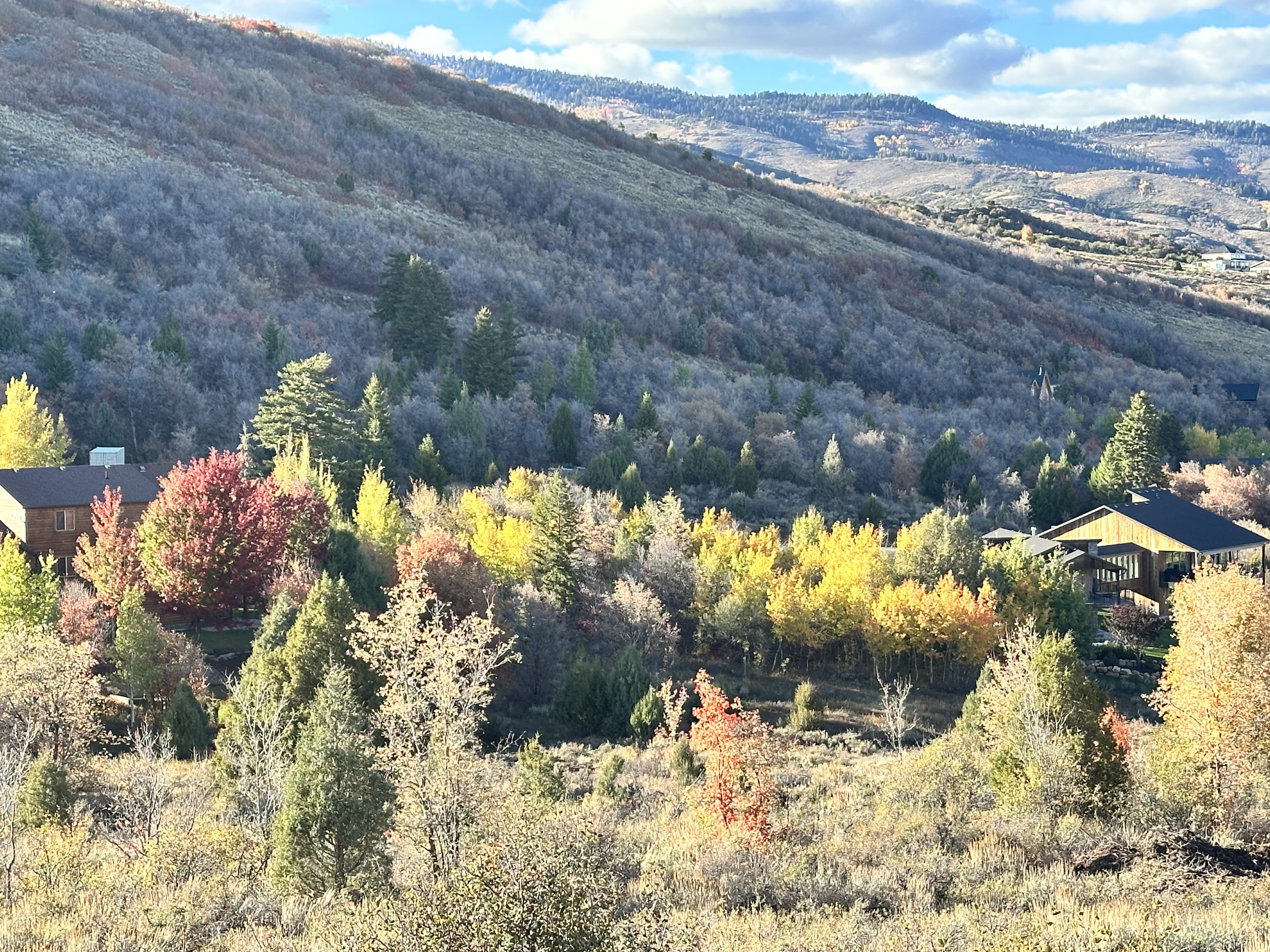 View of mountain background with a heavily wooded area