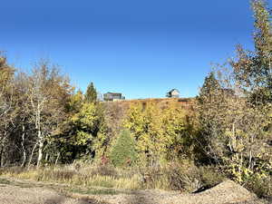 View of local wilderness