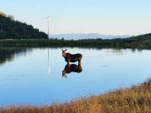 Water view featuring mountains and a heavily wooded area
