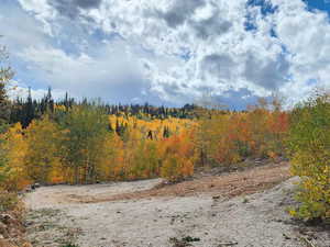 View of tree filled area