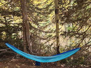 Exterior view of a heavily wooded area