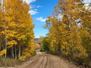 View of dirt / gravel road with a forest view