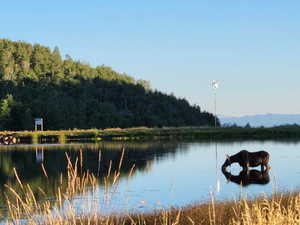 Water view featuring a forest