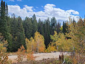 View of tree filled area