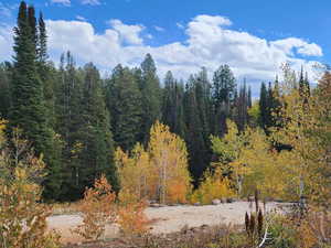 View of tree filled area