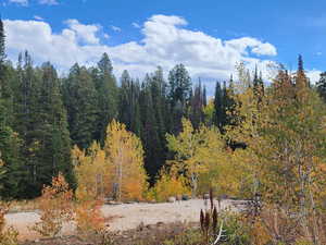 View of tree filled area