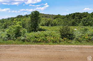 View of local wilderness