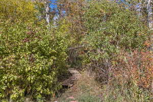 View of local wilderness