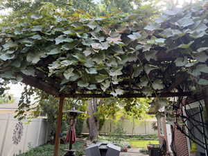 Fenced backyard with patio pergola and grape vines.