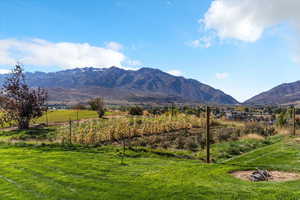 Garden area in the back yard