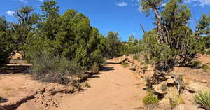 View of local wilderness