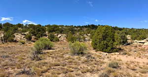 View of local wilderness