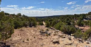 View of tree filled area