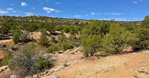 View of local wilderness