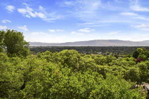 Mountain view with a forest