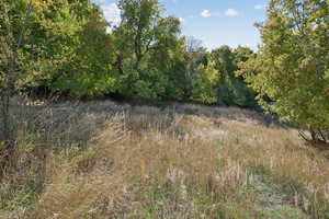 View of wooded area
