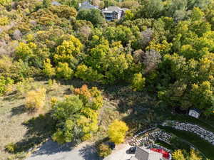 Aerial view of a forest