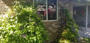 Lovely clematis flowers next to primary bedroom window.