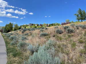 View of local wilderness