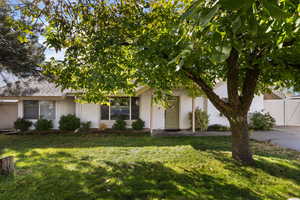View of property hidden behind natural elements with stucco siding and a front lawn