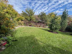 View of grassy yard
