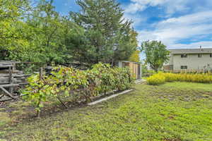 View of grapevines and side of yard