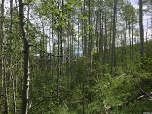 View of woods