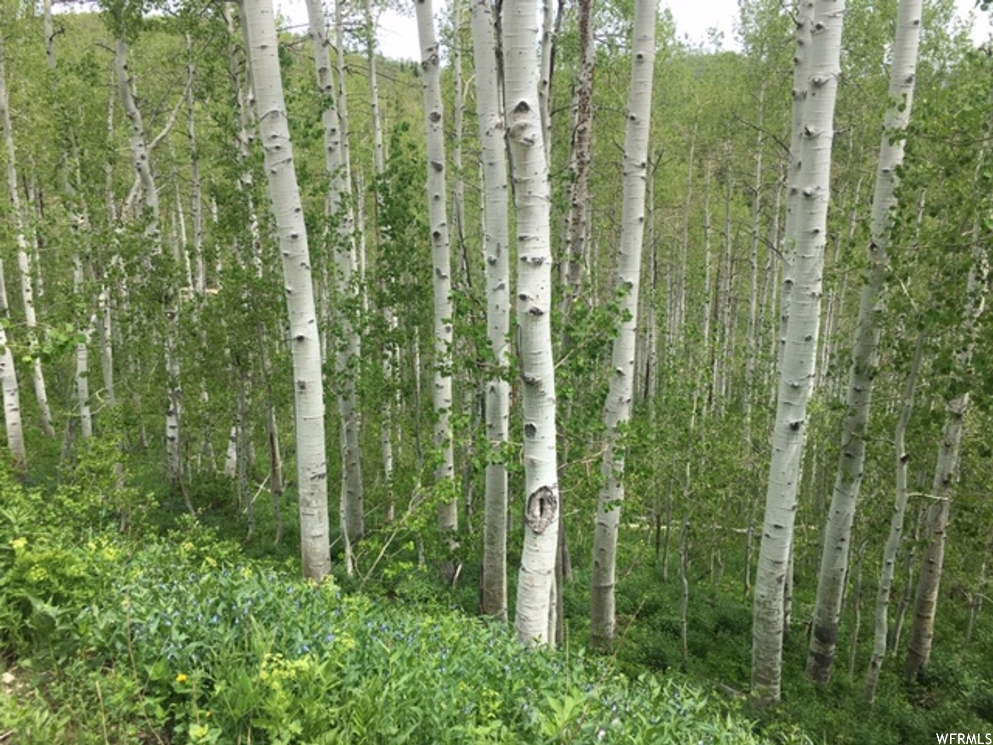 View of wooded area