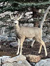 Deer are frequently seen on the property