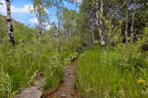 The creek runs across the property along the east side of the deck and cabin.