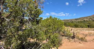 View of local wilderness