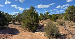 View of local wilderness