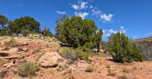 View of local wilderness