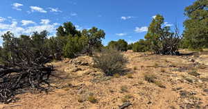 View of local wilderness