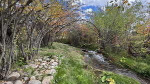 View of tree filled area