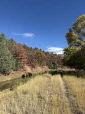 View of tree filled area