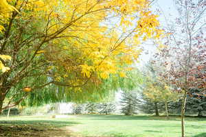 View of back yard and mature trees