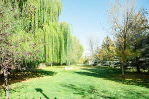 View of grassy yard and large trees