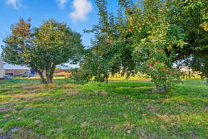 mature fruit trees in yard