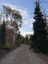 View of tree filled area
