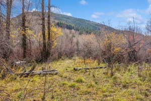 View of mountain background featuring a forest