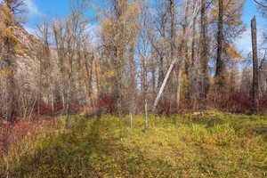 View of wooded area