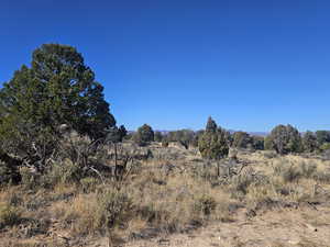 Beautiful Property Views - tons of trees & flat areas!